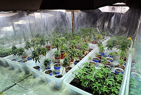 203g de marijuana dans une voiture à ...
