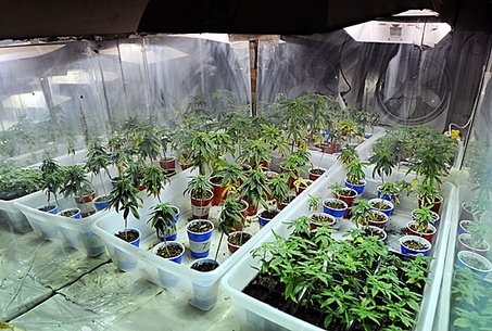 growing-marijuana-plant.jpg