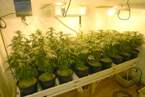 marijuana cultivation.jpg