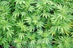 no-flowering-marijuana